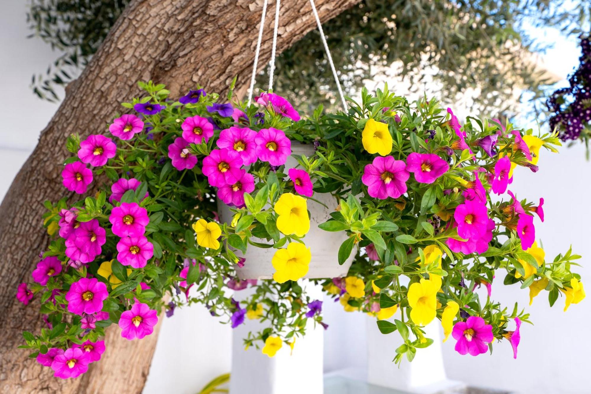 Villa Del Capo Suites Rhodes City Buitenkant foto