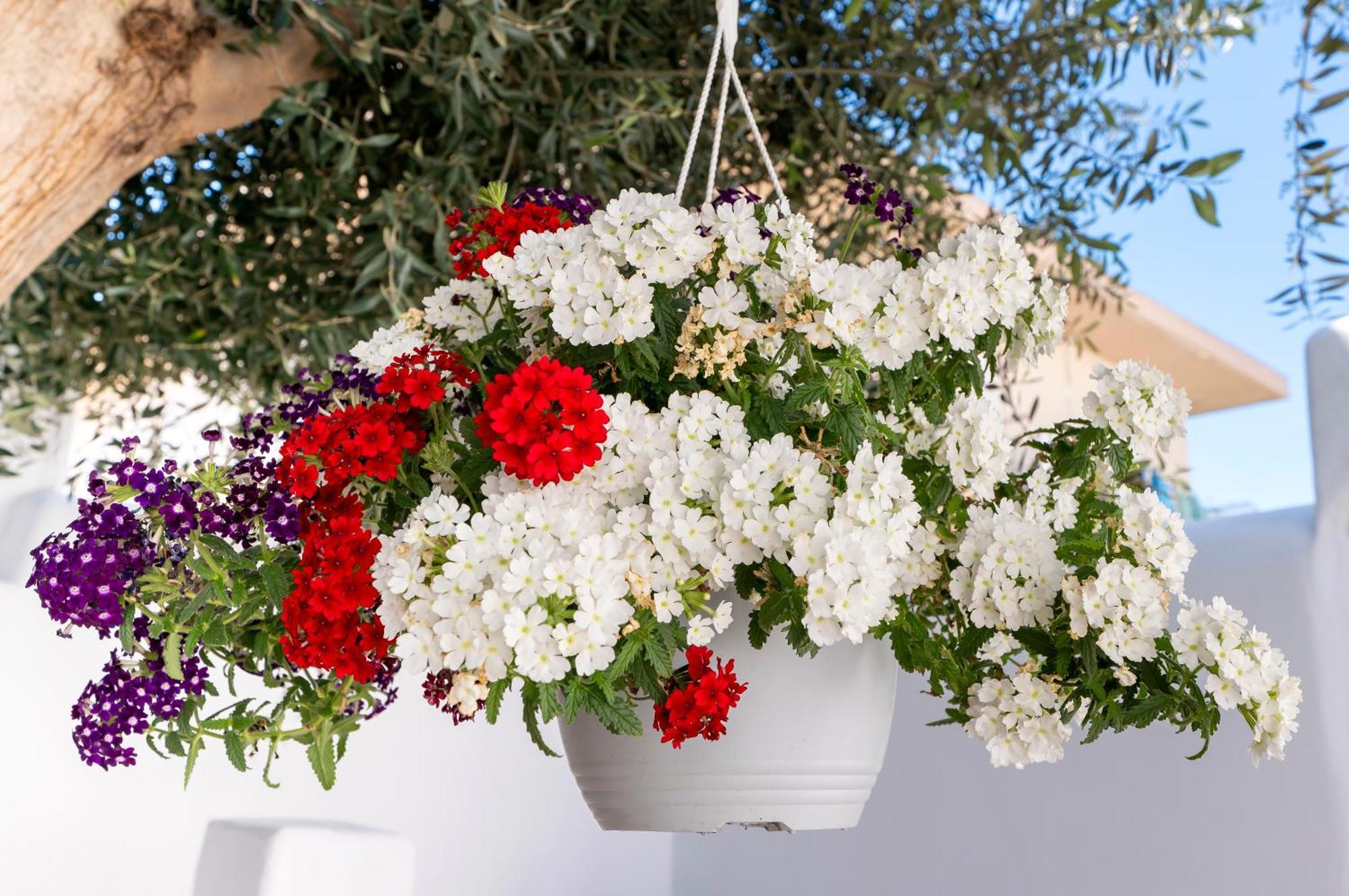 Villa Del Capo Suites Rhodes City Buitenkant foto